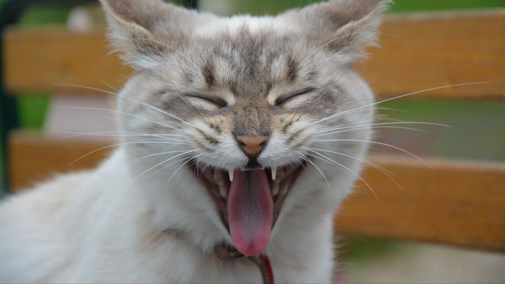 Котик с высунутым языком