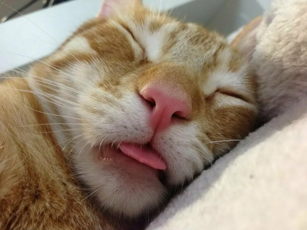 Кот смешно спит