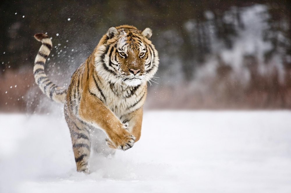 Амурский тигр в дикой природе