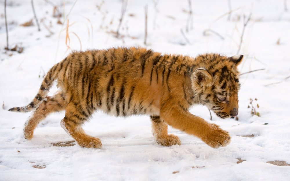 Амурский тигр хищник