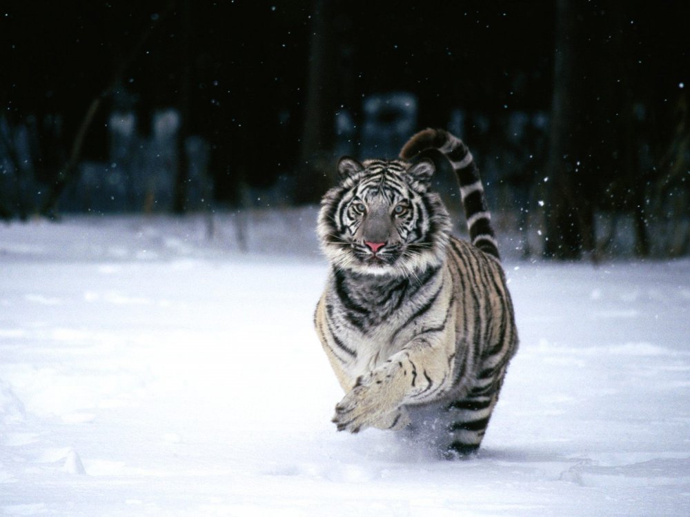 Уссурийский тигр белый тигр