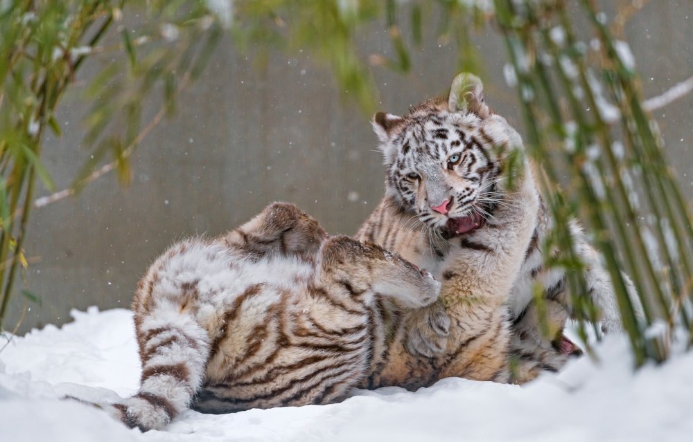 Тигры и тигрята зимой