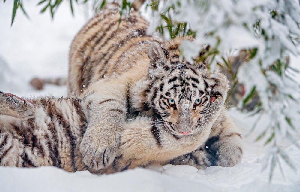 Tiger Angry Run Snow