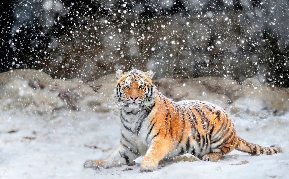 Амурский тигр зима