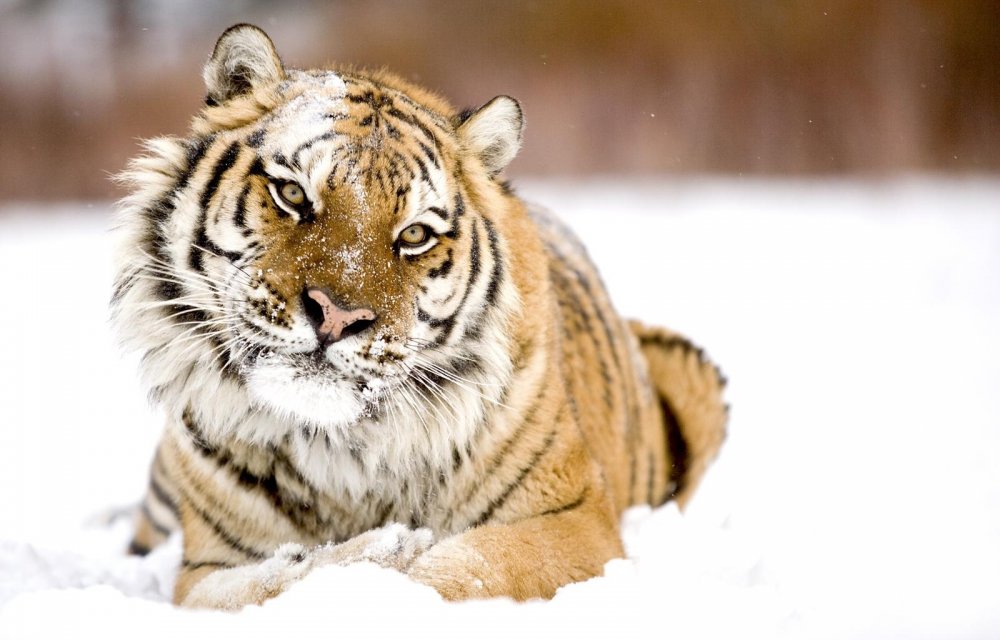 Тигр зима