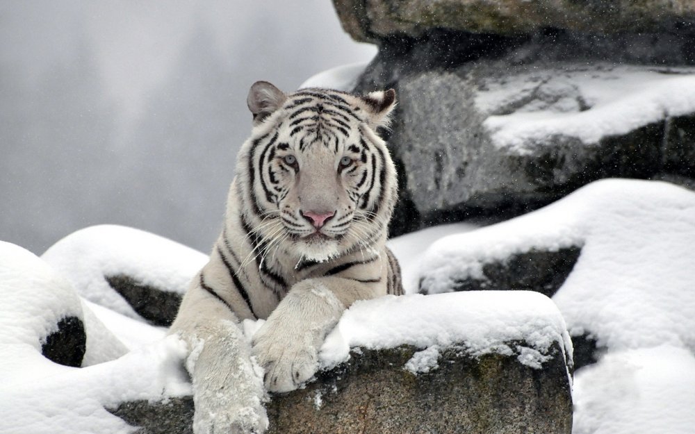 Полярный тигр