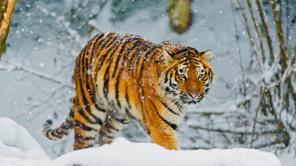 Сибирский тигр и Амурский тигр