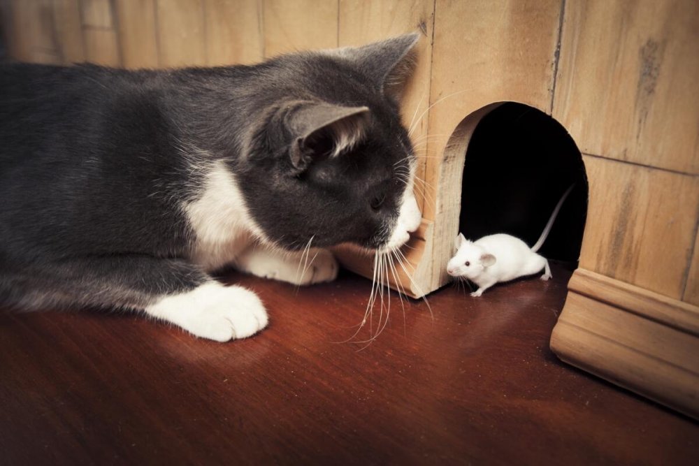 Кот ловит мышь