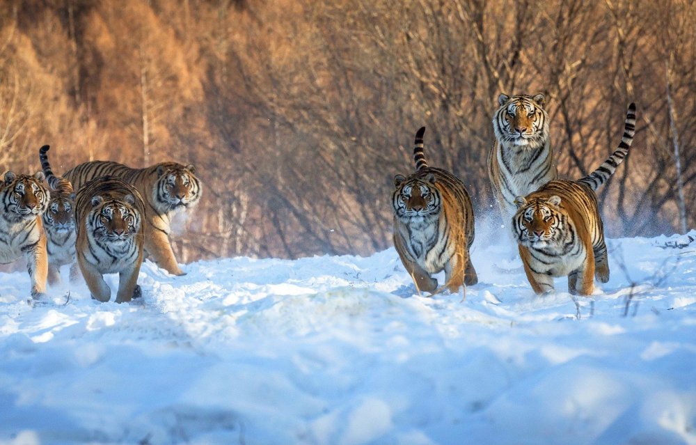 Уссурийский тигр красивое фото малыши