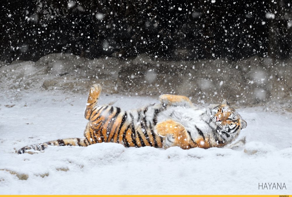 Тигр зимой