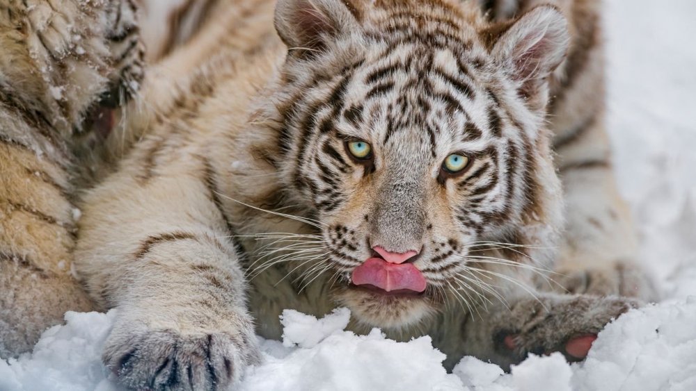 Амурский тигр бежит по снегу поворачивает