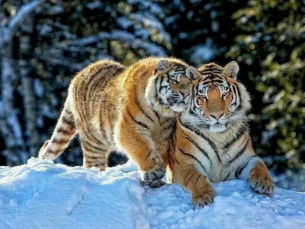 Амурский тигр с тигрицей любовь