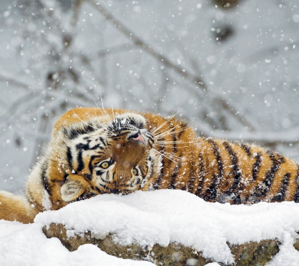 Снежный тигр (69 фото)