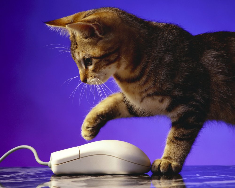 Кот с компьютерной мышкой