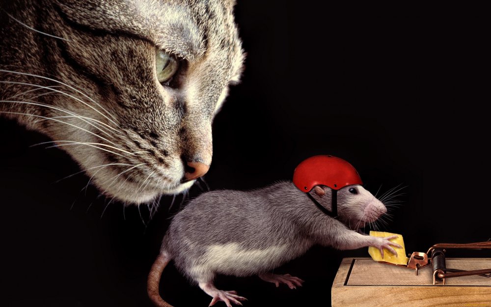 Кошка и крыса