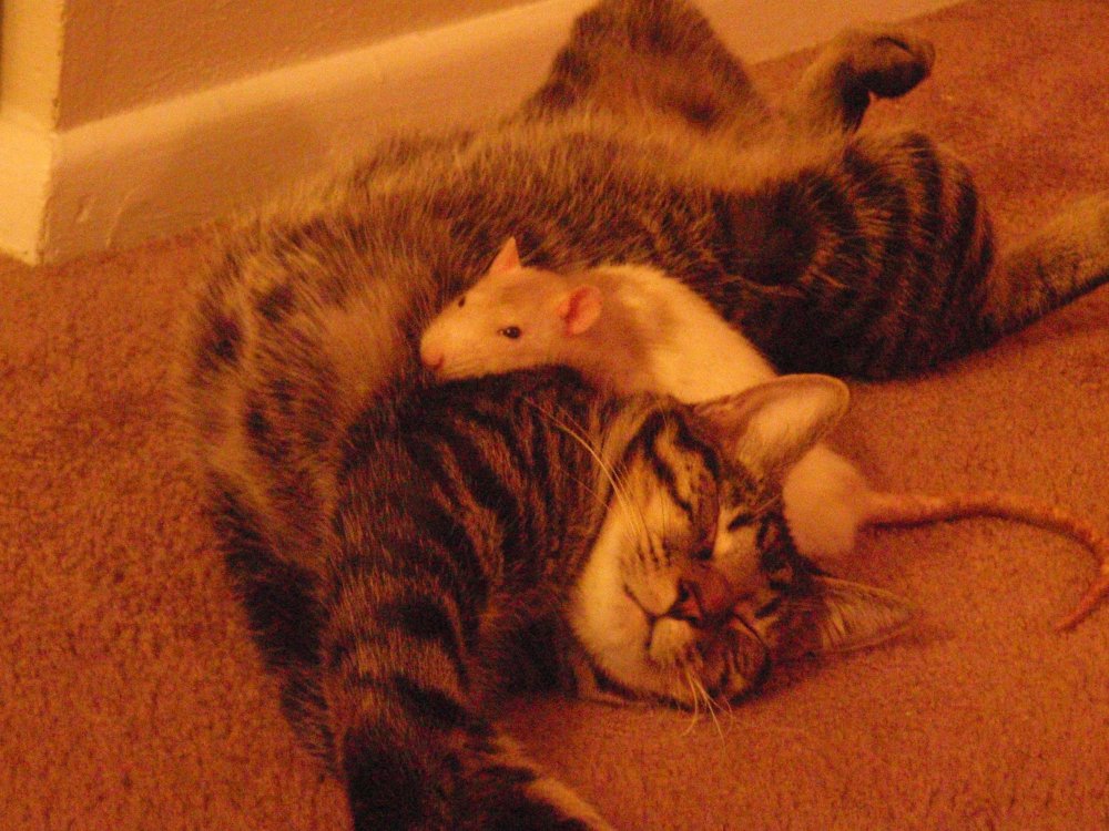 Кот обнимает мышку