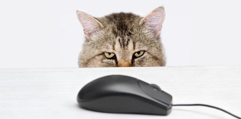 Котик с компьютерной мышью