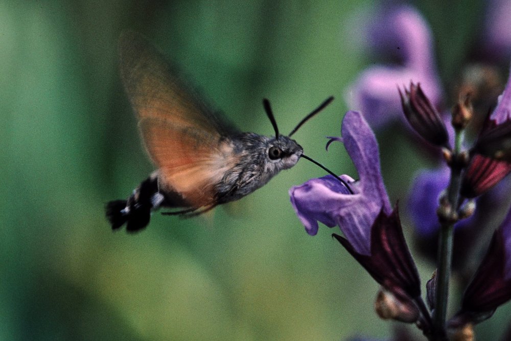 Языкан обыкновенный насекомое Колибри