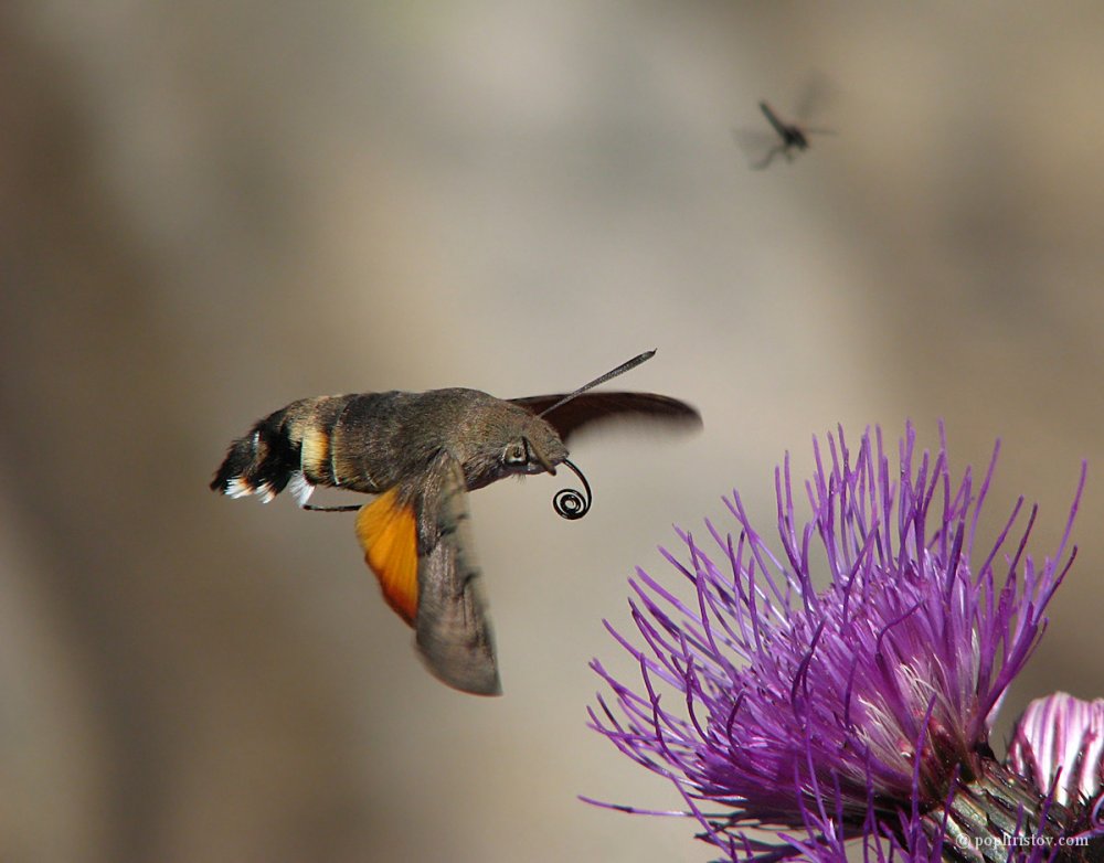 Бабочка бражниккалибри