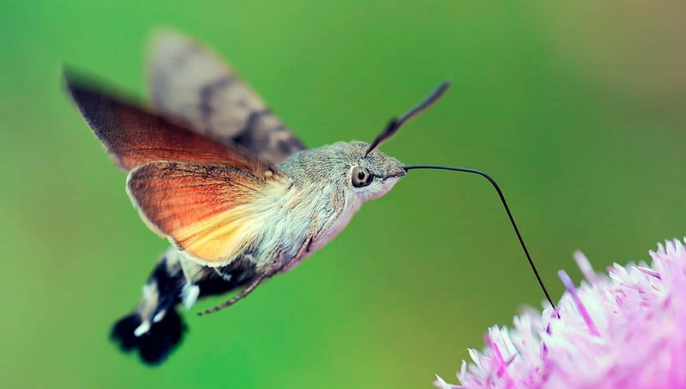 Бабочка языкан обыкновенный