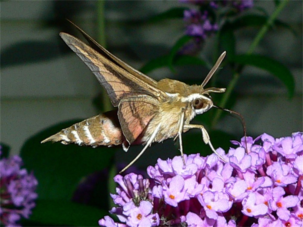 Бражник бабочка похожая на Колибри