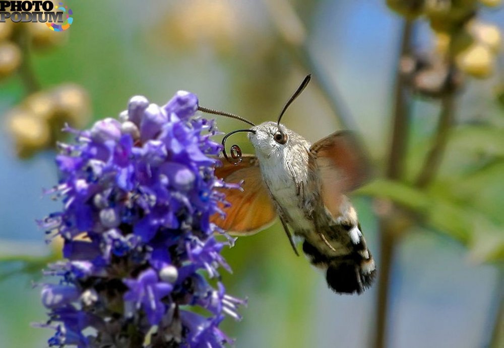Бабочка Бражник Колибри