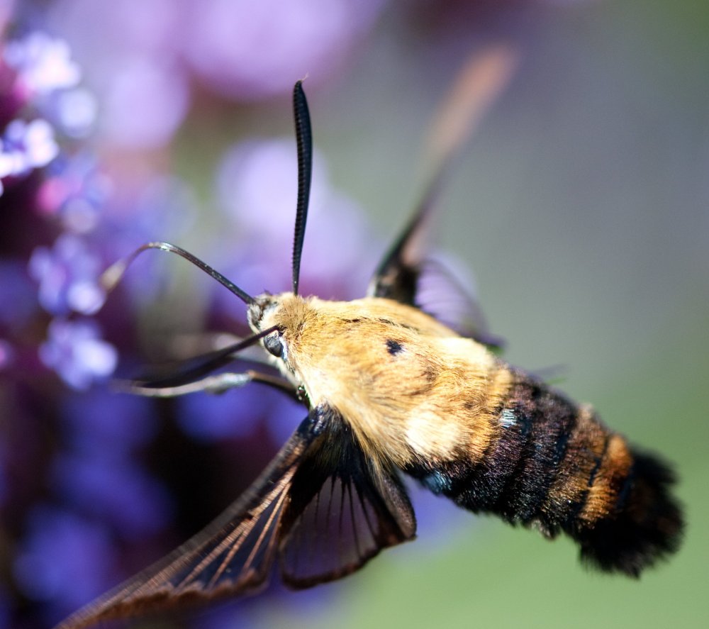 Бабочка Бражник Колибри