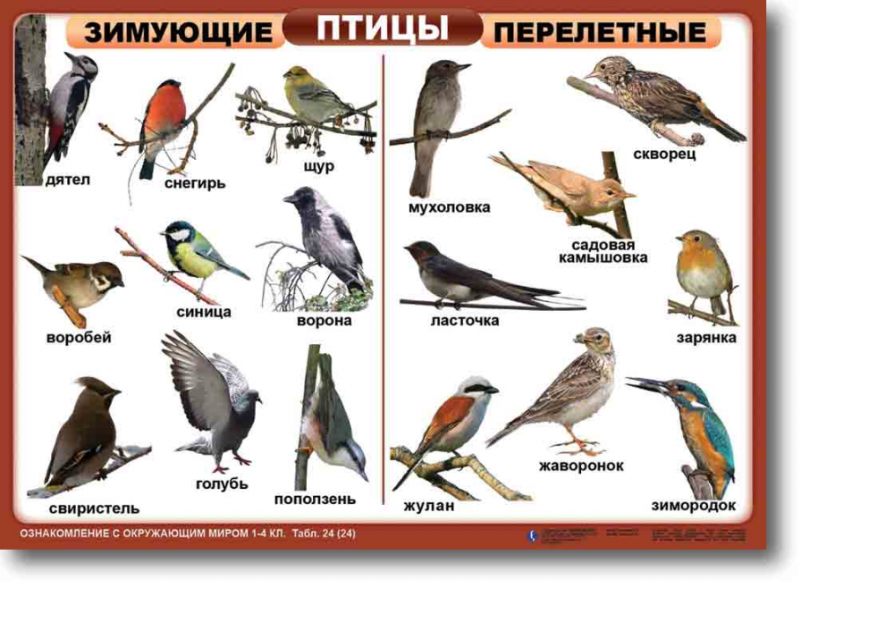 Зимующие и перелетные птицы России для детей
