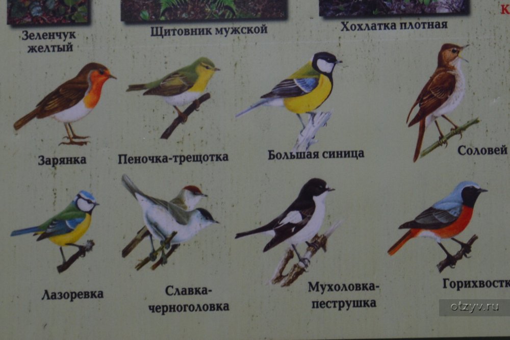 Городские птицы названия