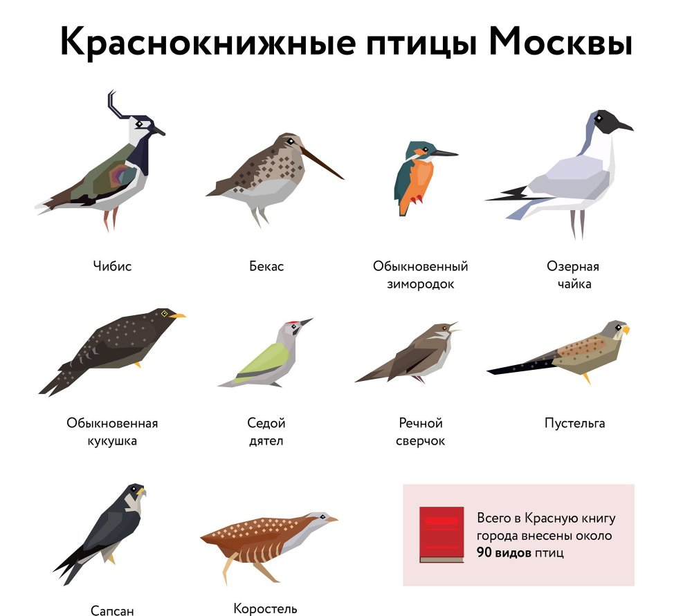 Московские птицы