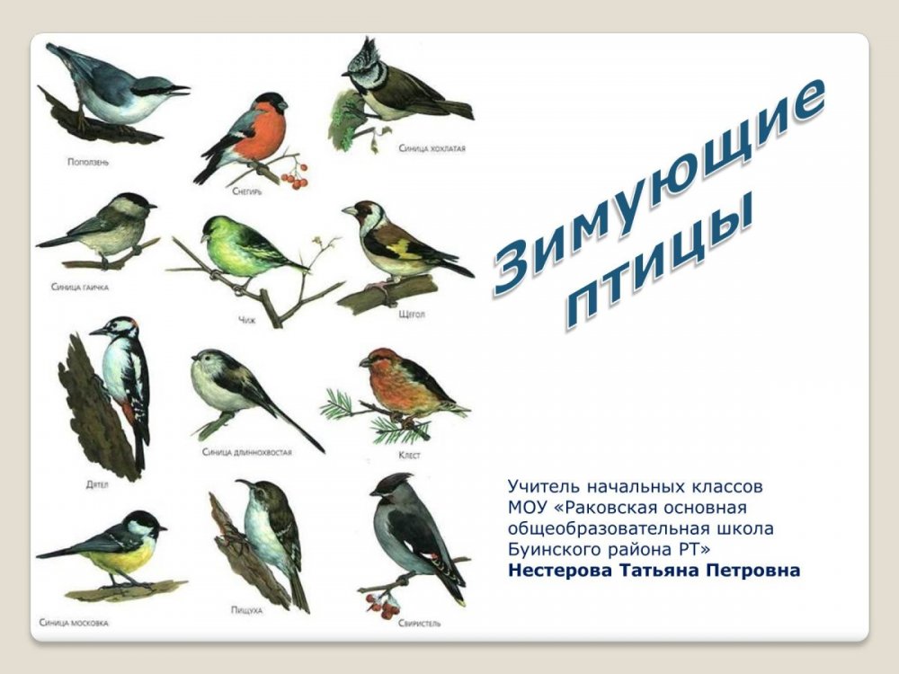 Птицы зимующие в России в средней полосе России