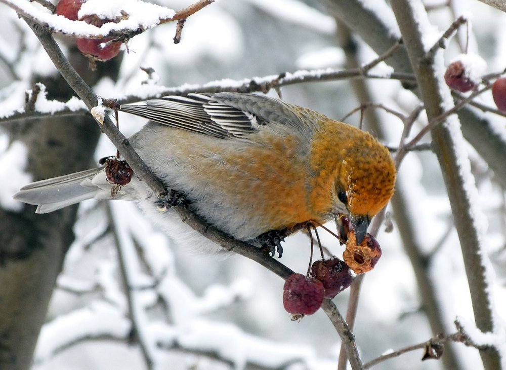 Птицы Урала зимой