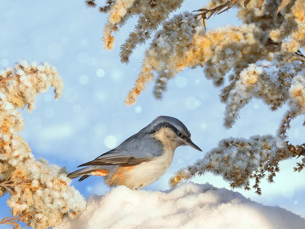 Зимующие птицы России поползень