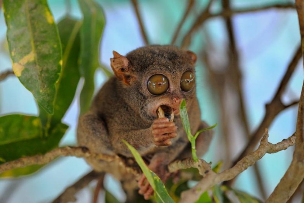 Мадагаскарский долгопят