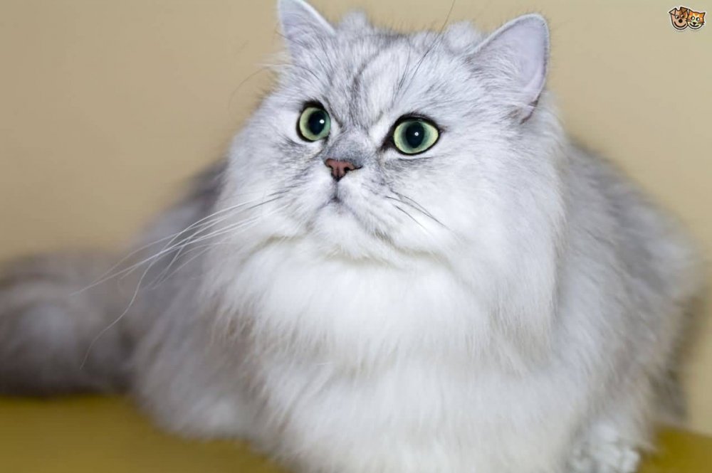 Пепельный персидский кот