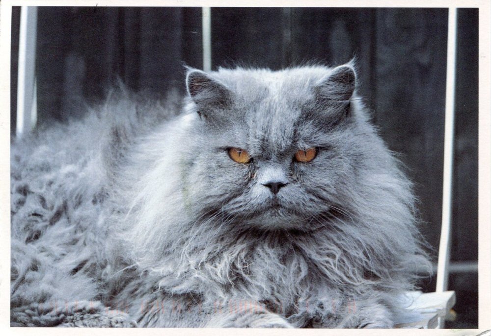 Персидский кот серый