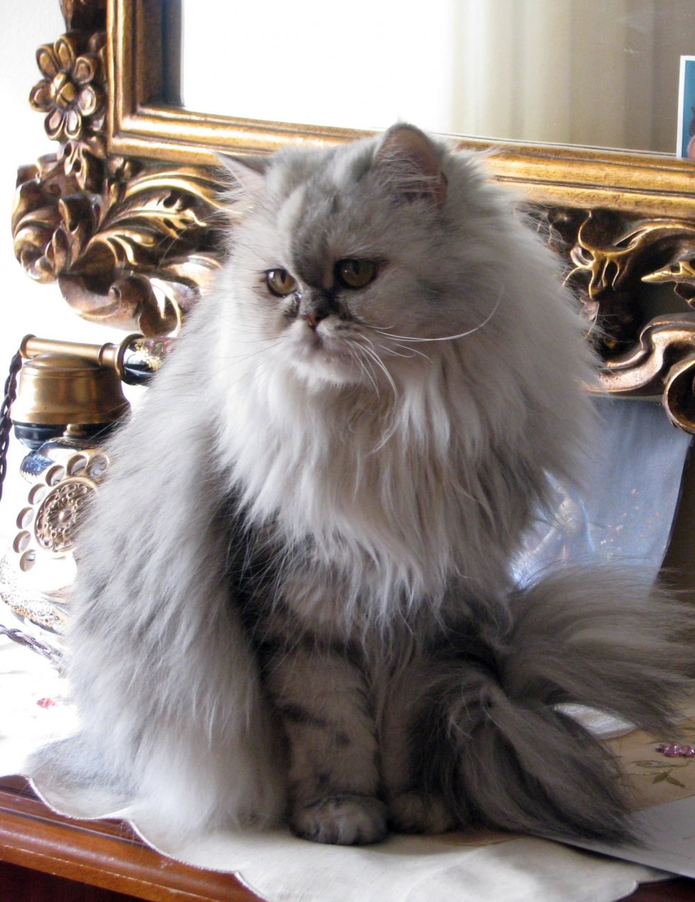 Турецко Персидская кошка серая