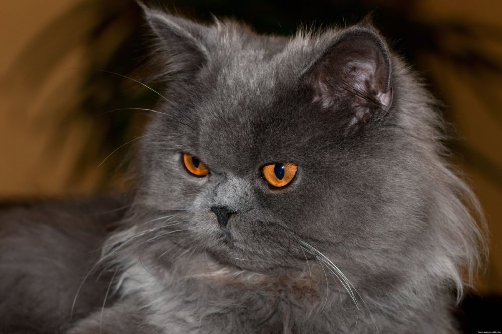 Персидская пепельная кошка