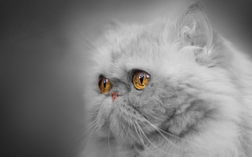 Персидская кошка дымчатая