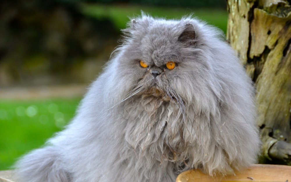Пепельный персидский кот