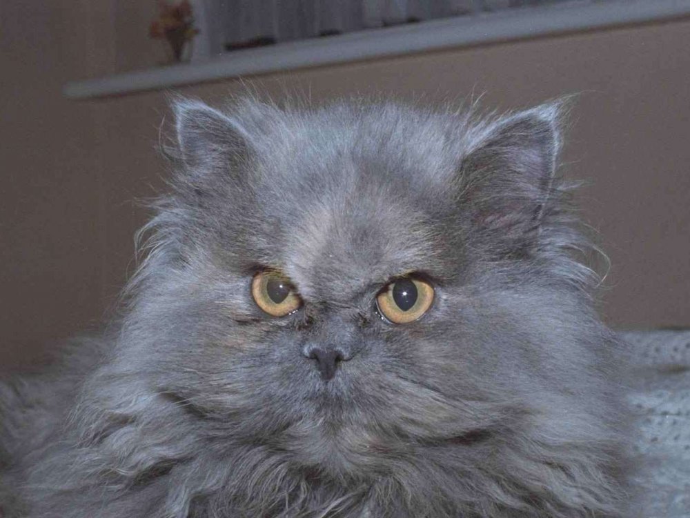 Новогодний персидский кот