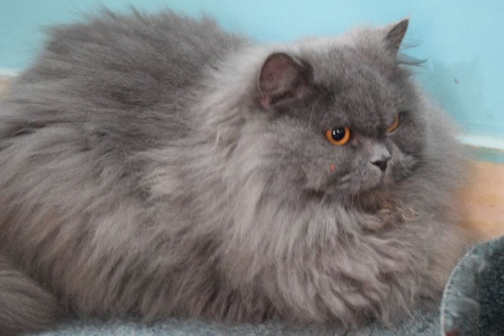 Персидский кот дымчатый окрас