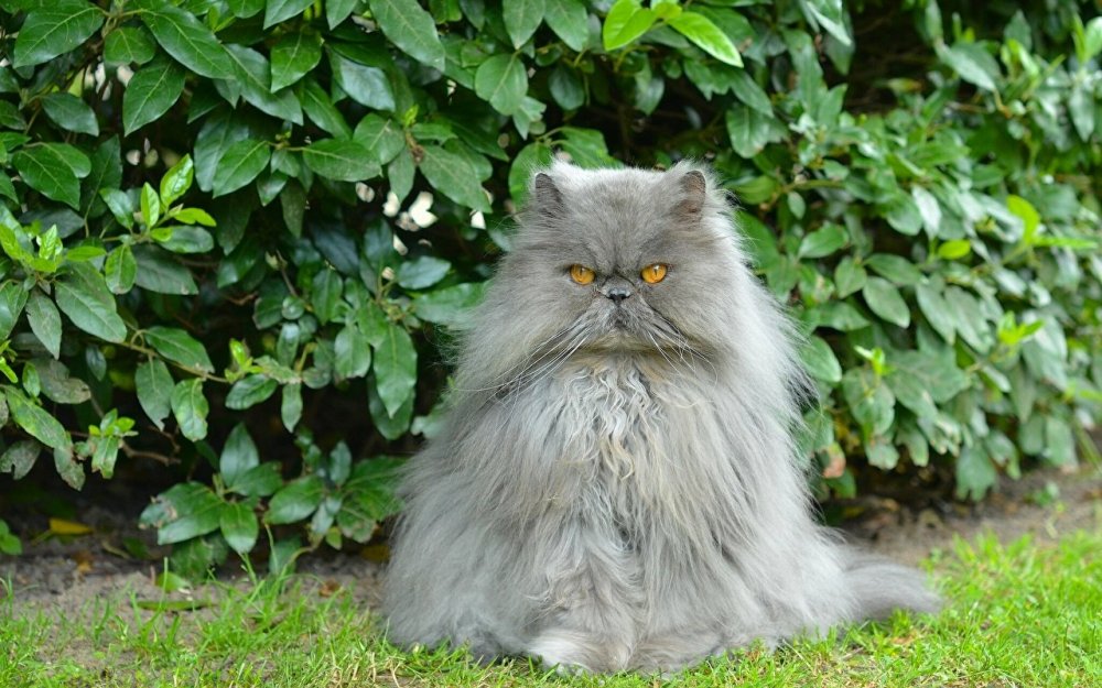 Персидской шотландко Сибирская кошка