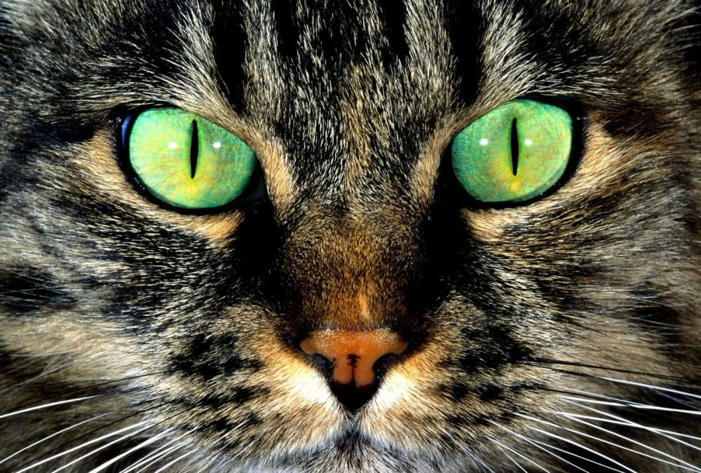 Кошачий глаз узкий