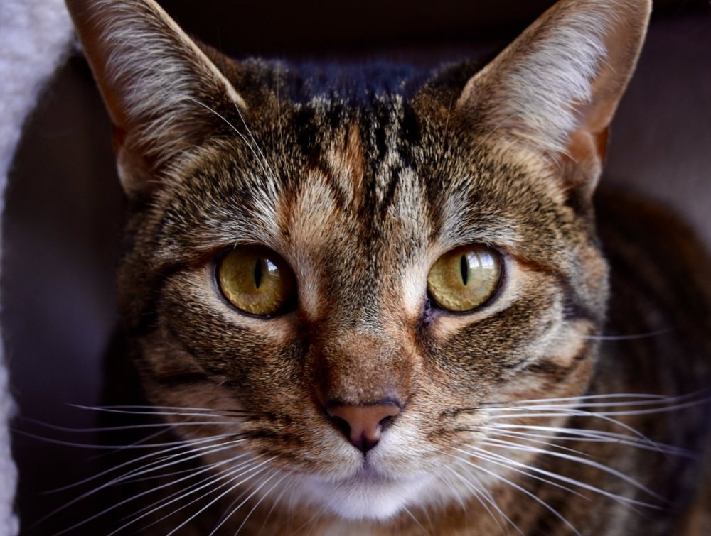 Абиссинская кошка полосатая