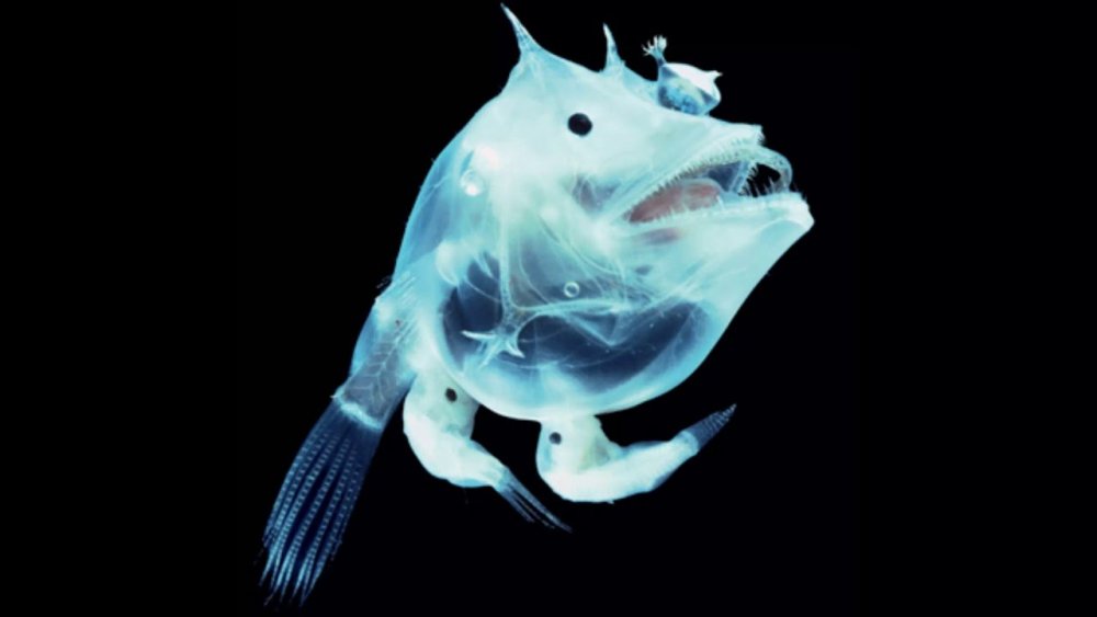 Рыба призрак батилихнопс