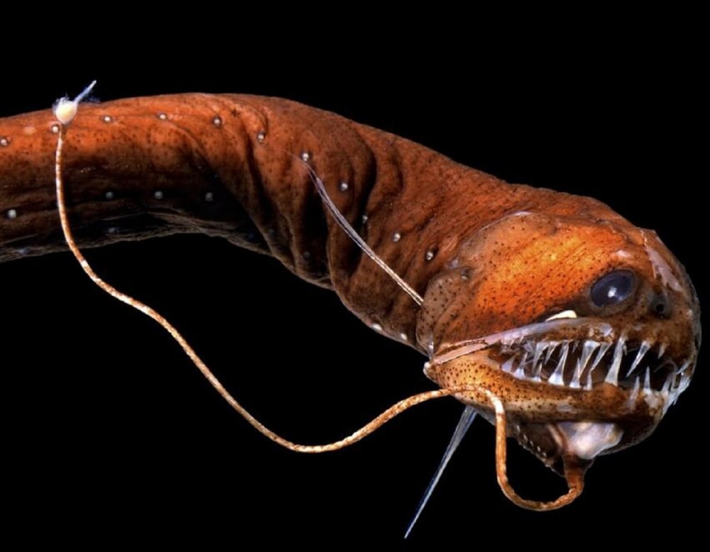 Рыба-дракон (grammatostomias flagellibarba)