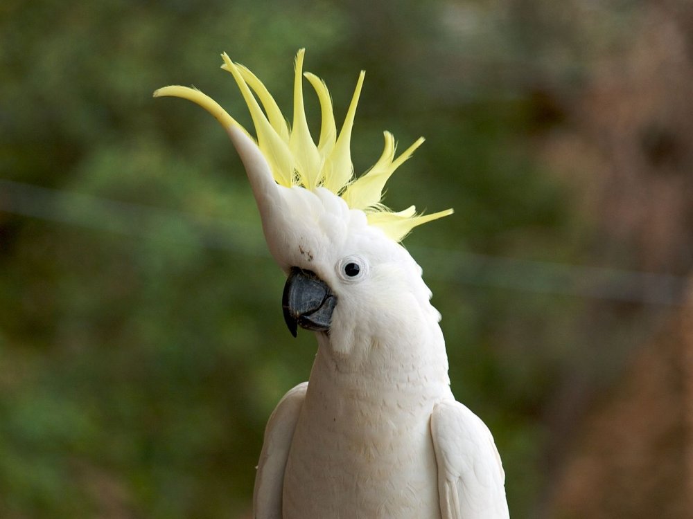 Говорящий попугай- большой желтохохлый Какаду