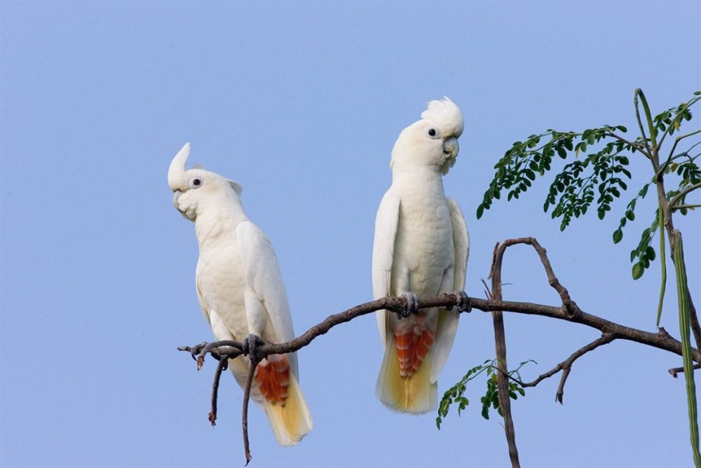 Попугай Какаду Инка