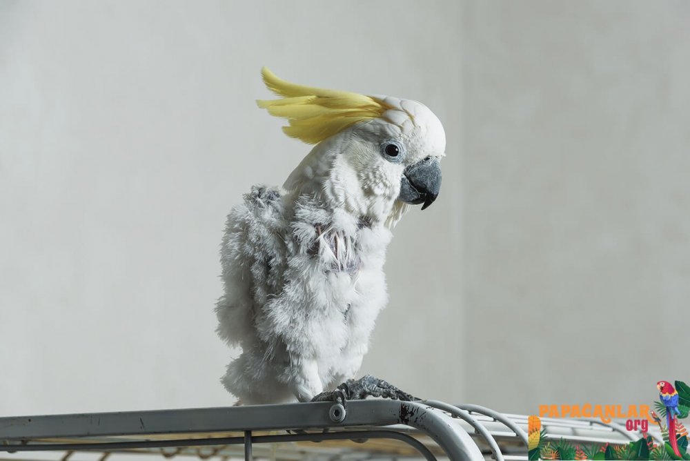 Какаду желтохохлый попугай Кеша
